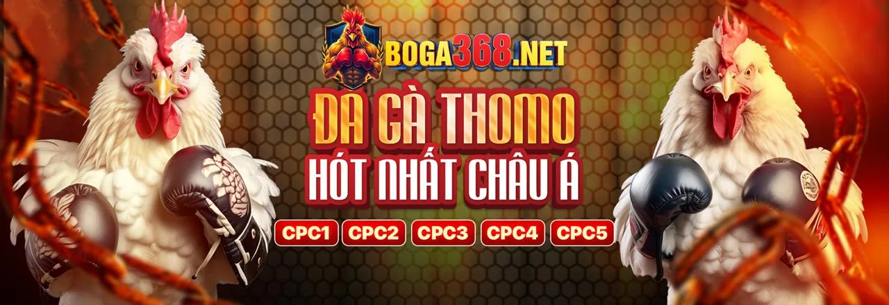 Sân đá gà 67 trực tiếp sôi động